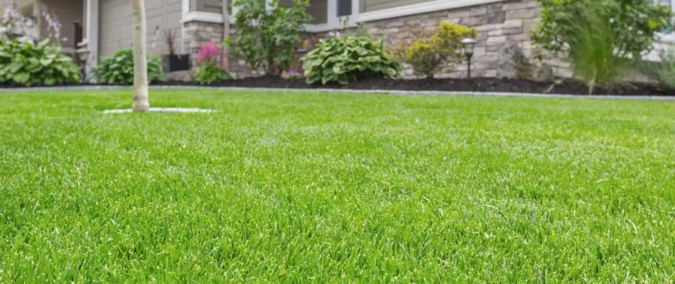 Healthy green lawn and landscaping fertilized and maintained by Emerald Outdoor, LLC.