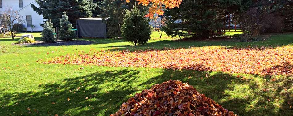 Landscape Cleanup Cost