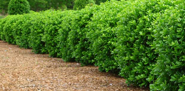 Recently trimmed shrubs nicely aligned in a landscaping bed.